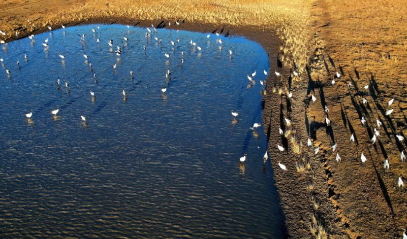 国家一级保护动物黑颈鹤在红原县月亮湾湿地过冬 摄影/C视觉 李向雨