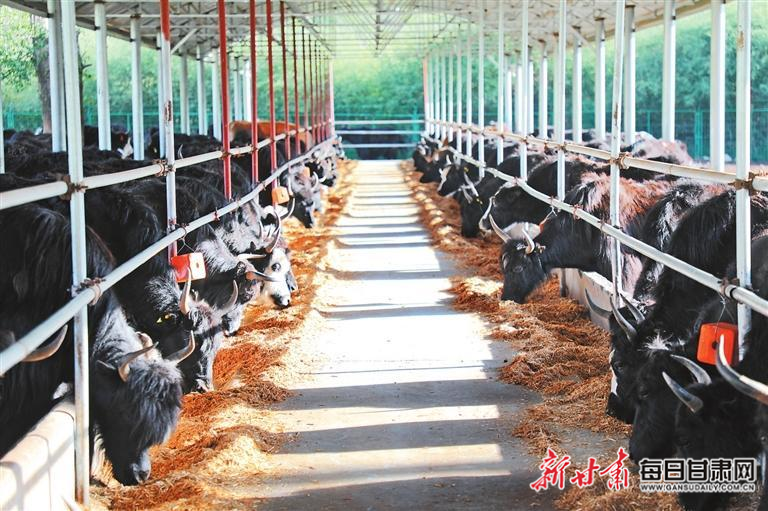 【纪事】雪域之舟:产业发展的"希望之舟"