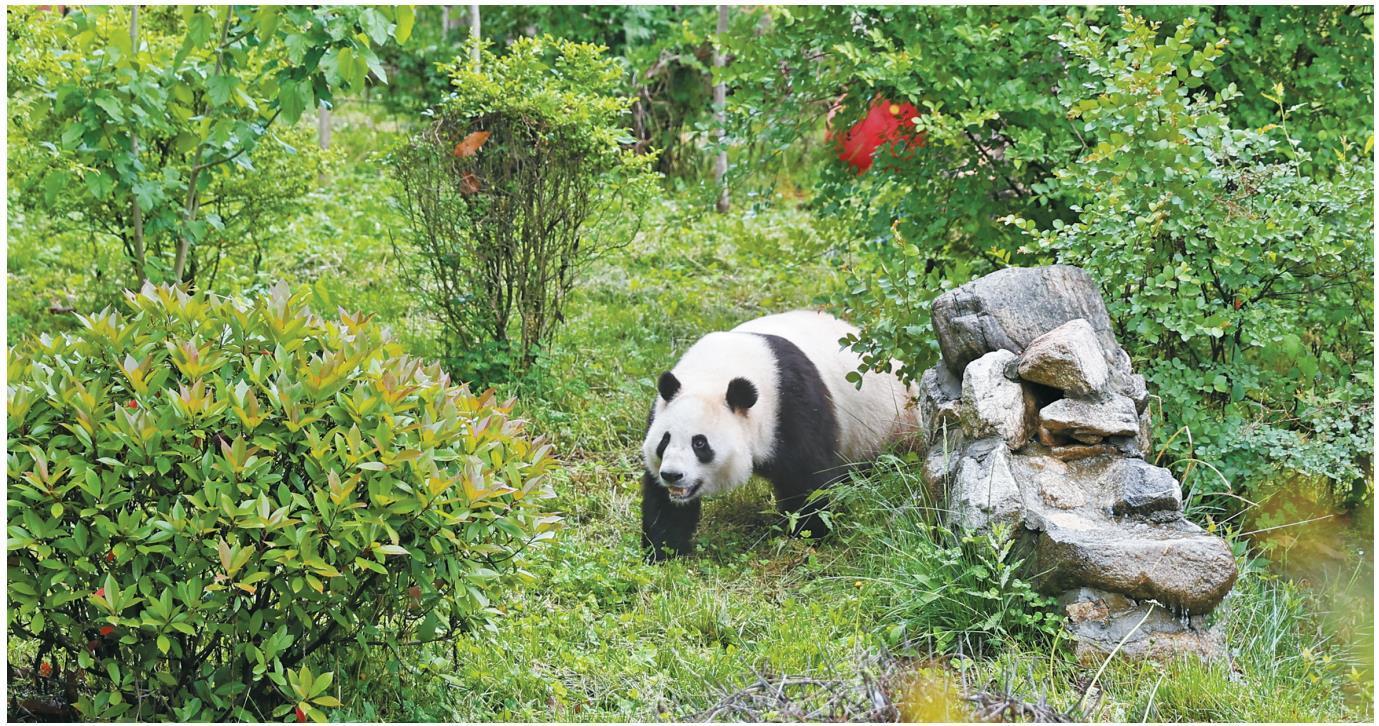近日,秦岭野生动物园里,大熊猫悠闲地散步.