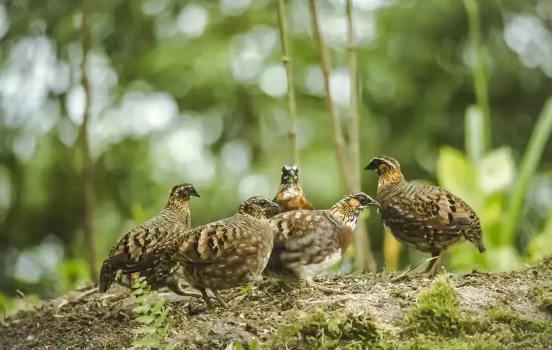 国家一级重点保护野生动物四川山鹧鸪 图据屏山县老君山国家级自然