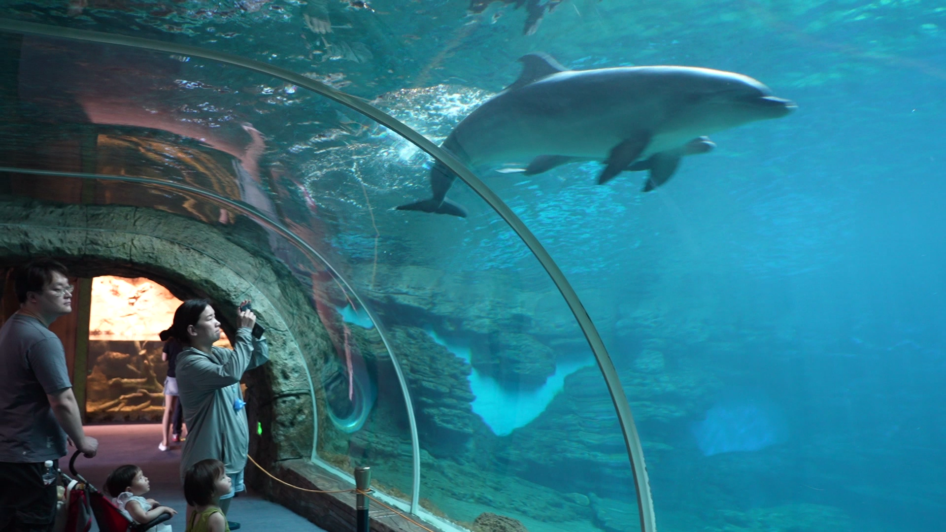 郑州海洋馆新添一只鲸豚兽宝宝