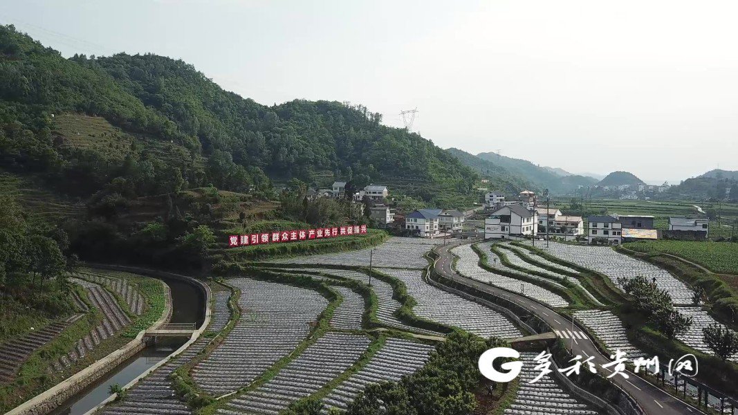 播州区鸭溪镇金钟村"田间丰收"产业兴旺是实现农业增效,农民增收的