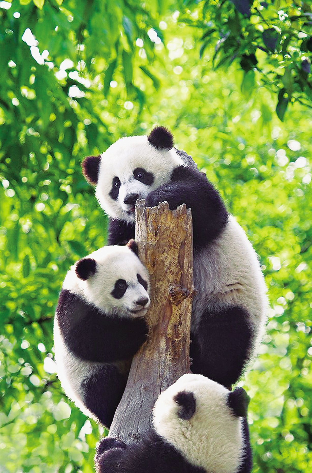 可爱的大熊猫。周孟棋 摄