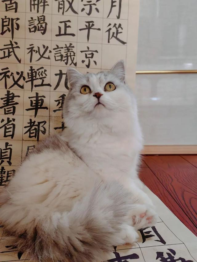 毛孩子照片评选开始!快来选出你心目中的no.1!