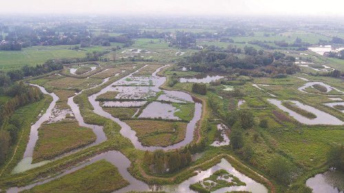安徽南陵:长江"活化石"乐享新家园