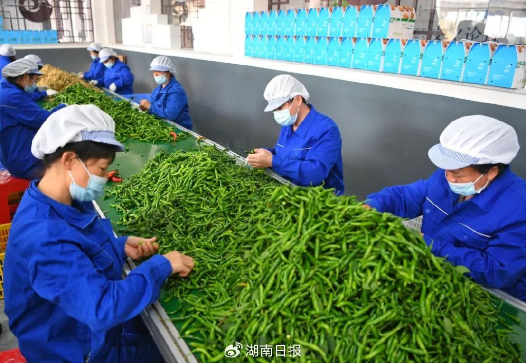 湖南很傲"椒"!上天的种子,"上天"的价格