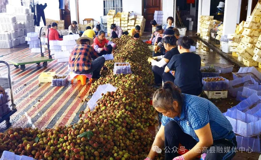 "清晨,天还蒙蒙亮,华雨共享农庄的荔枝园里忙碌的身影时时可见,采摘