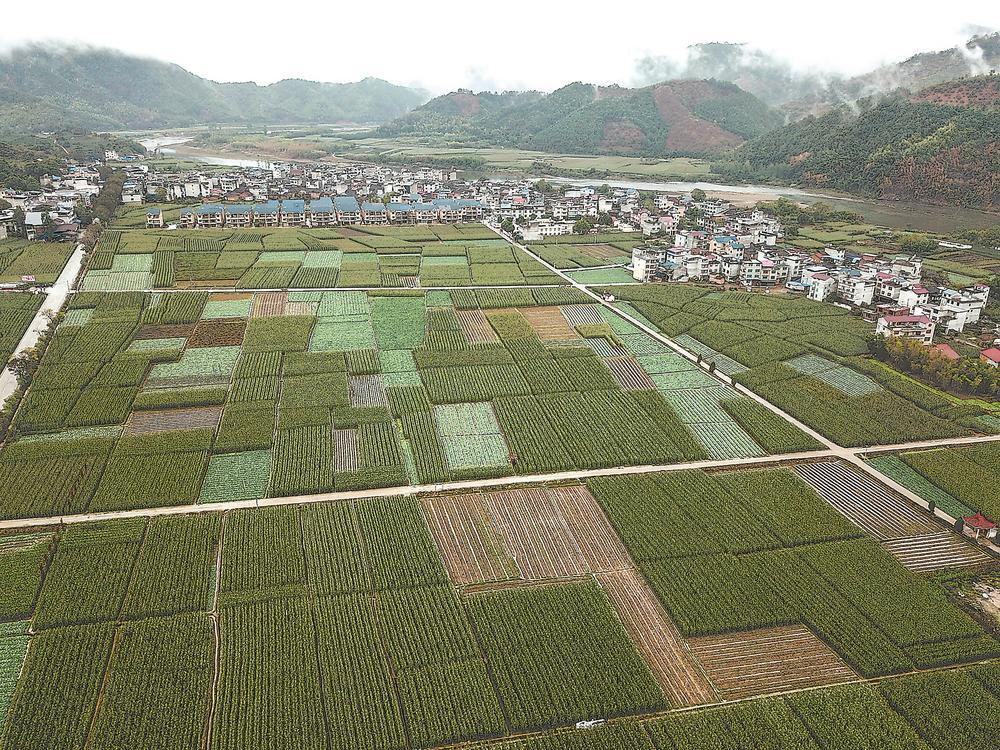 位于建瓯市东游镇的万亩玉米示范基地 魏永青 摄