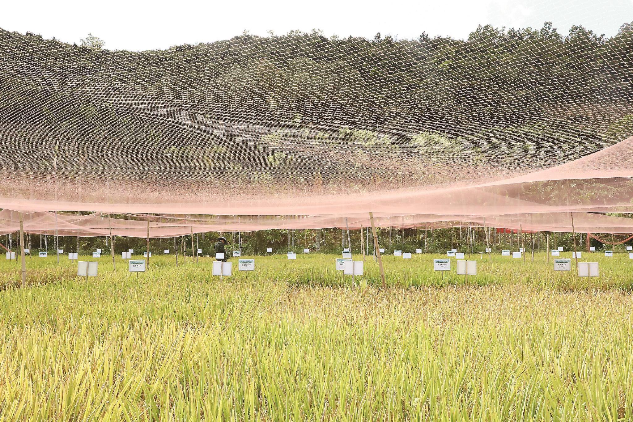 本报记者 王 珂 摄海南省三亚市荃银高科南繁基地部分育种人员合影.