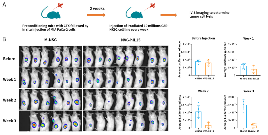 m-nsg pro系列 | 这些小鼠,让免疫重建更进一步