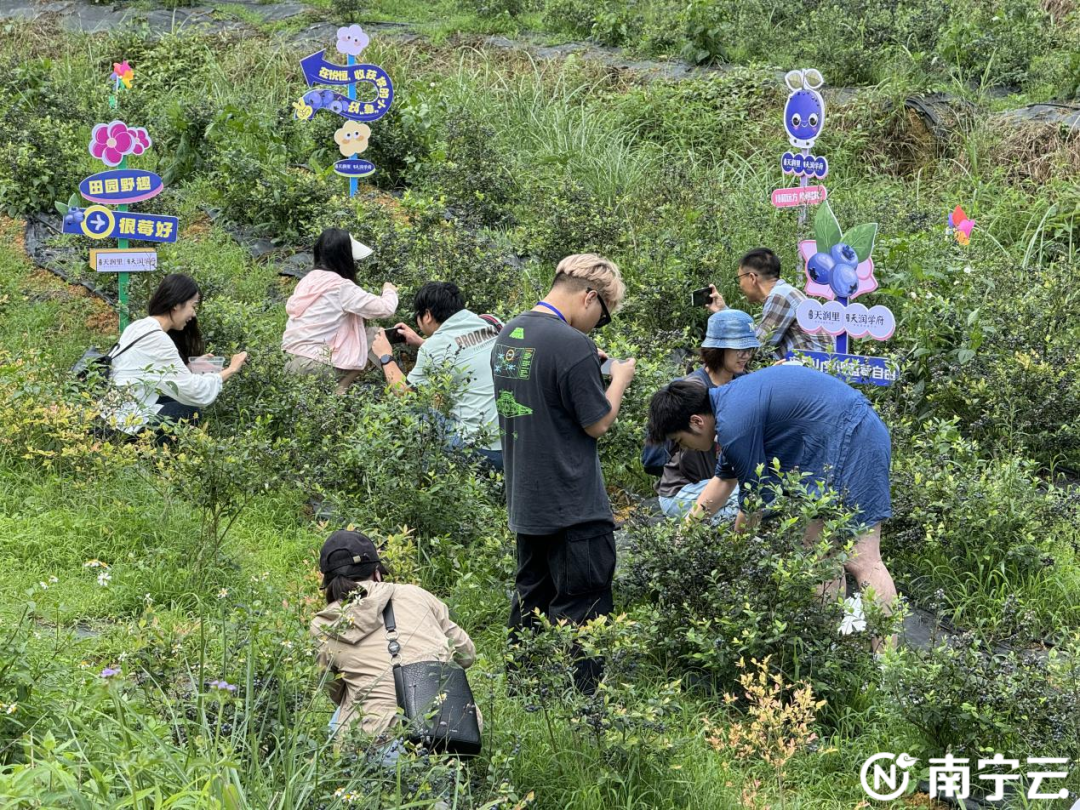 在马山县周鹿镇武平村六合蓝莓产业示范基地,网络名人们用各种方式