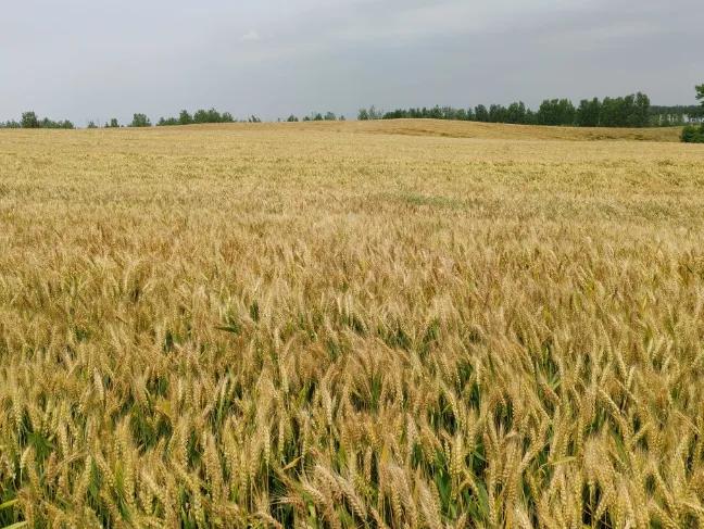 天气良好今年小麦又是一个丰收年 供应充足新麦开秤价格偏低