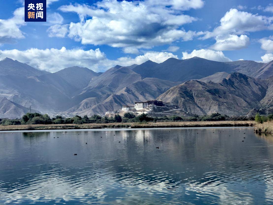 脚穿"红靴"一路迁飞 9只红脚鹬回到西藏拉鲁湿地