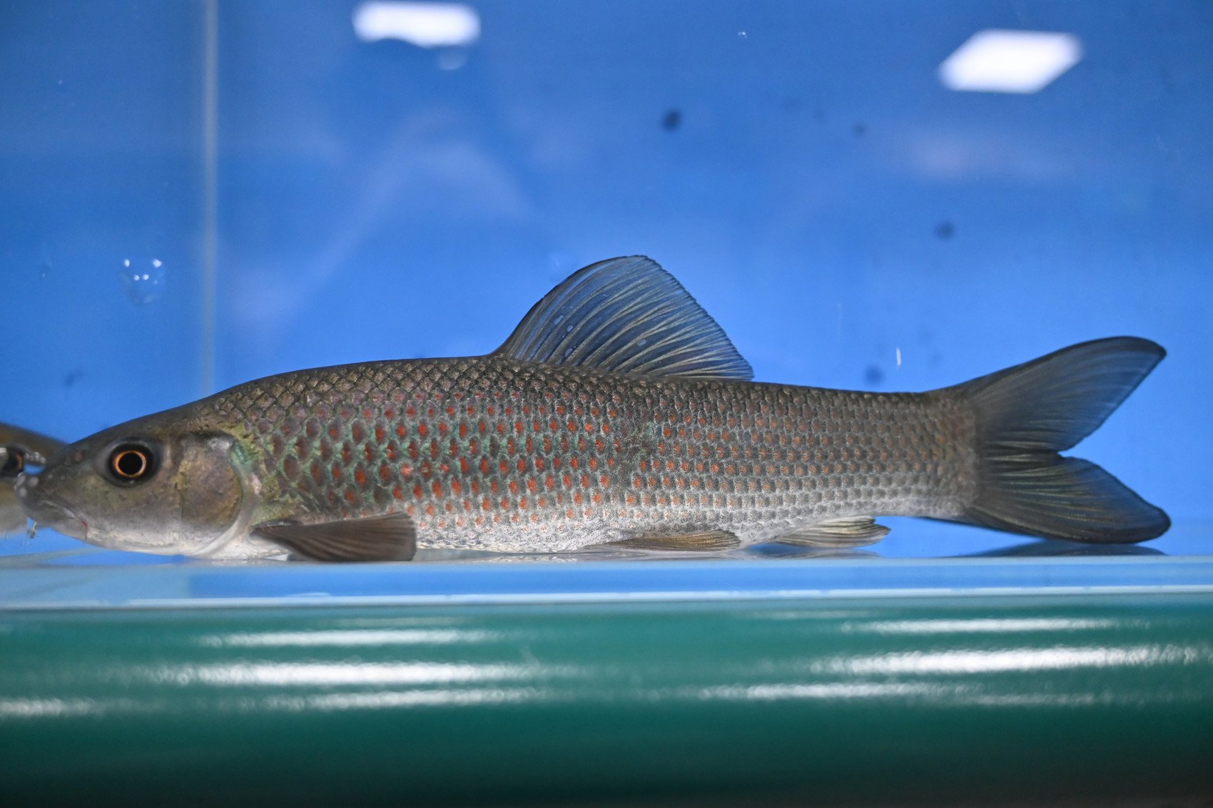 江口青鳙,学名华鲮,在川内多分布于巴河,通河流域.(受访者供图)