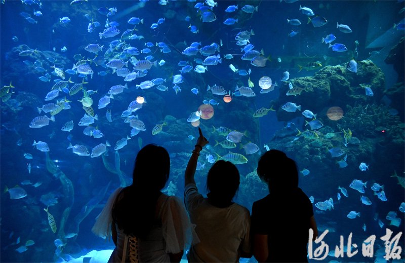 5月22日,游客在邯郸海洋世界参观.摄影报道丨河北日报通讯员郝群英