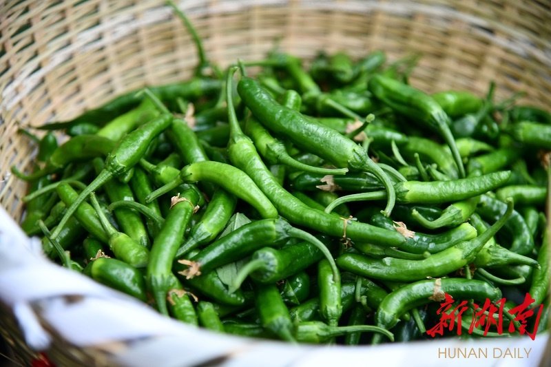 湖南很傲"椒"!上天的种子,"上天"的价格_新浪财经_新浪网