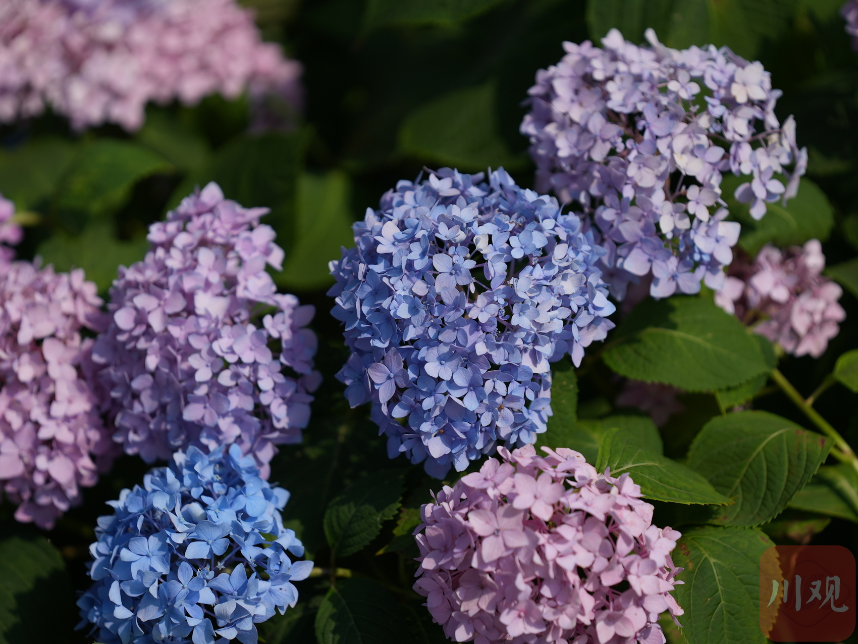 "在这个季节要体验视觉的话,正值盛花期的绣球花无疑是绝佳之选.