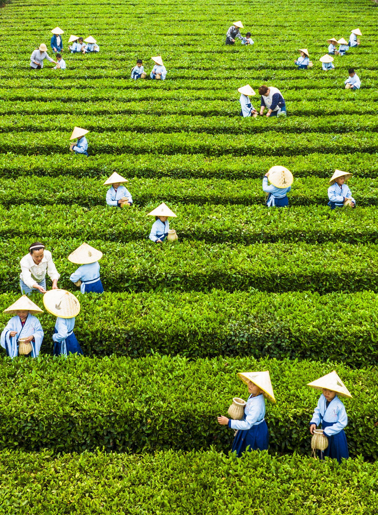 孩子们在老师指导下,亲身体验采茶的过程