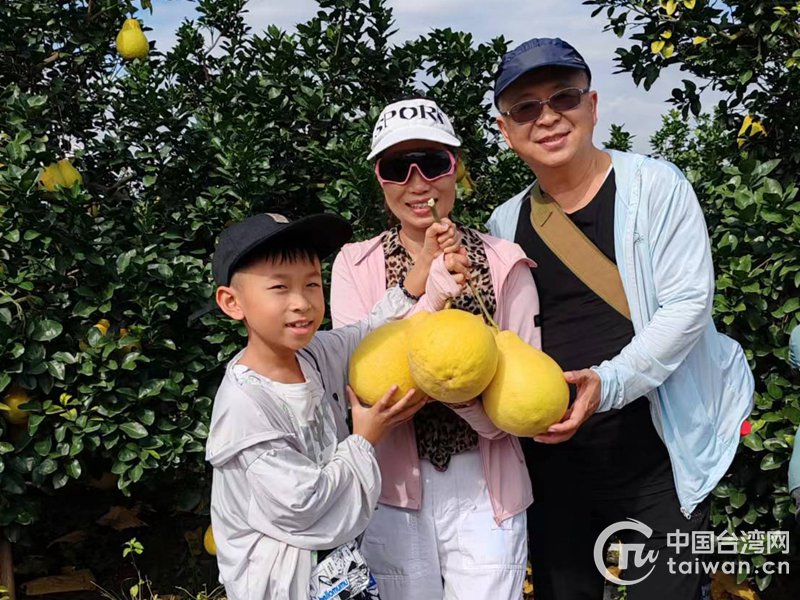 陆配家庭采摘容县沙田柚(容县台办供图)