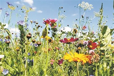 推动"昆蒙框架"落实 共筑生物多样性网络