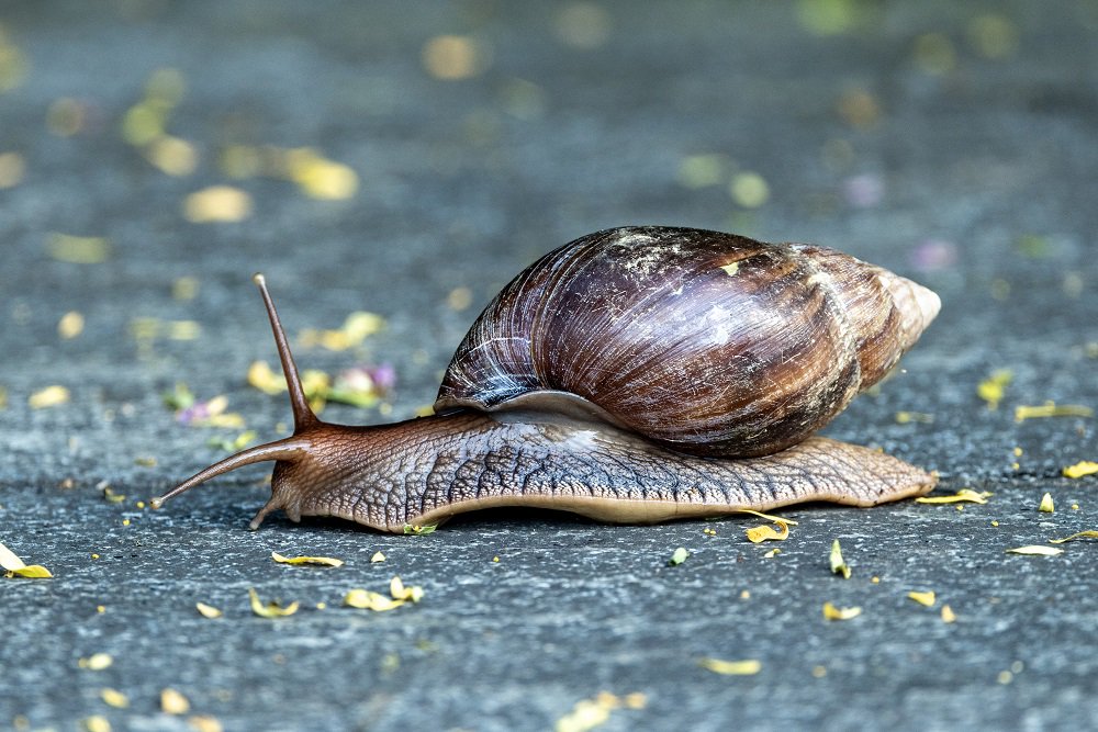 广东在雨后出现不少巴掌大蜗牛 不要摸!不要吃!