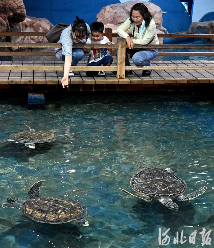 河北邯郸:感受海洋生物多样性