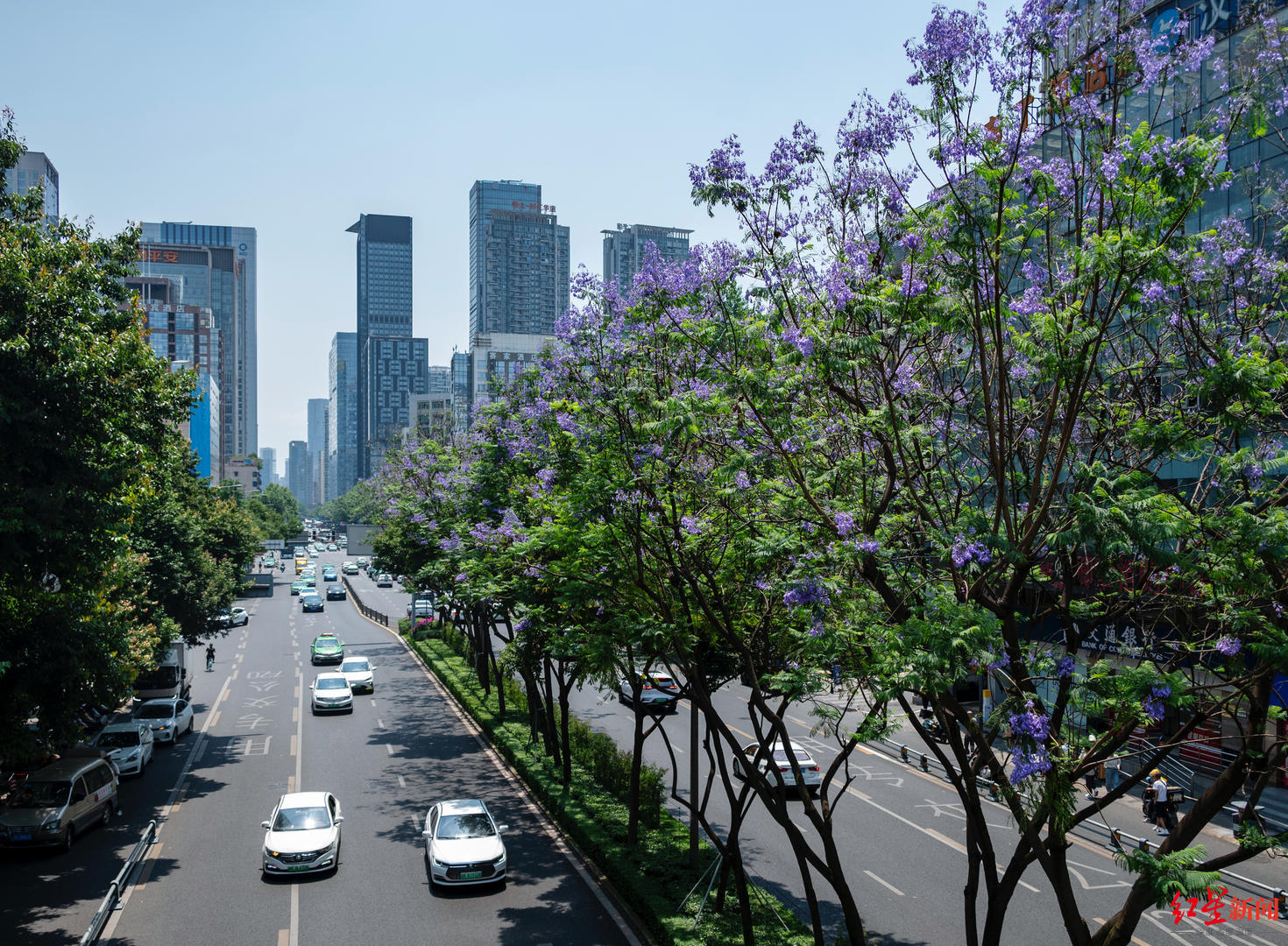 成都街头蓝花楹为何突然"爆发"?植物专家揭秘