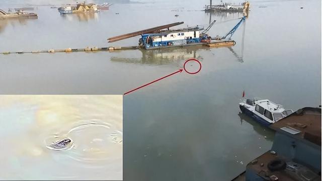 图为3月24日，中央生态环境保护督察组暗查发现，违规疏浚船只发生漏油事故，一头小江豚被困油污区域。（资料图片）