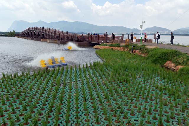 云南是长江上游重要生态安全屏障和水源涵养地。图为滇池流域水环境治理情况。摄影/章轲