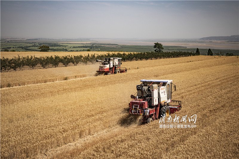 渭南小麦开镰  夏收大幕开启