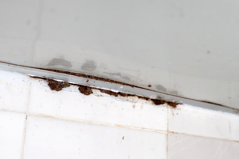 申城进入今年第二波白蚁期 家中有白蚁请这么做!