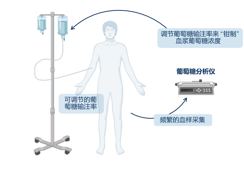 图2 高胰岛素-正葡萄糖钳夹试验的临床应用示意图
