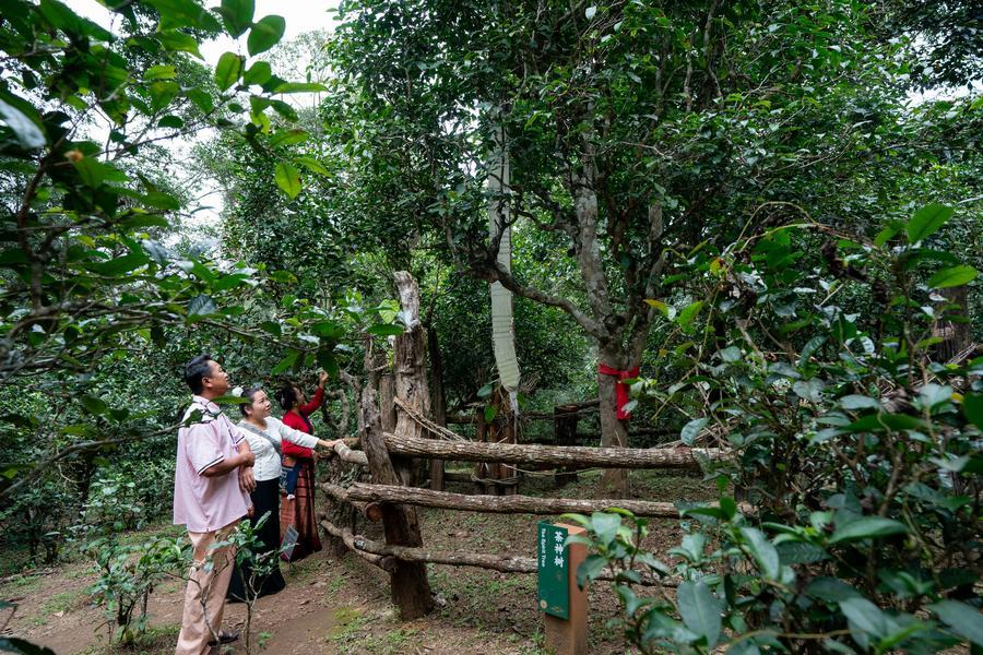 景迈山大平掌古茶林的茶神树(2023年9月14日摄).新华社记者 胡超 摄