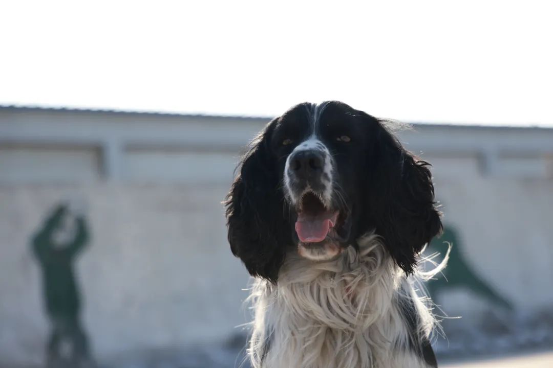 "小虎队",出发!早安