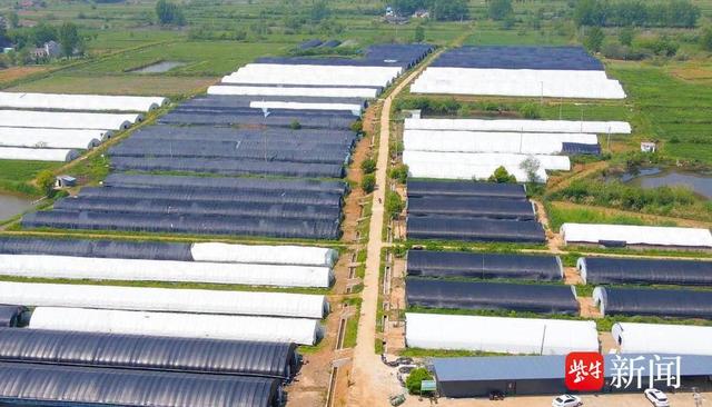 浓郁,富含多种人体必需氨基酸及维生素,但其生长受环境温度影响较大