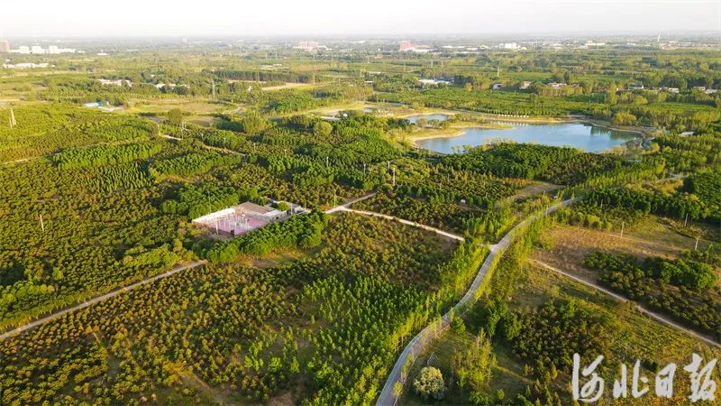 雄安"千年秀林"→|河北省_新浪财经_新浪网