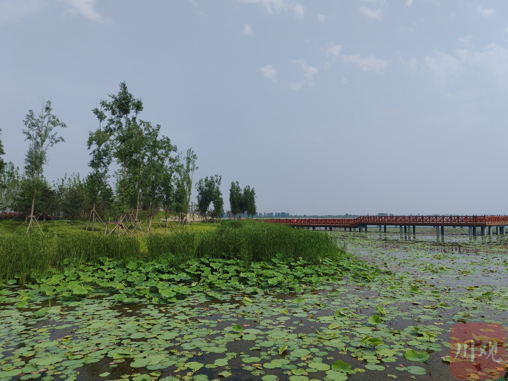 燕南堤.绿色,是雄安新区的发展底色.