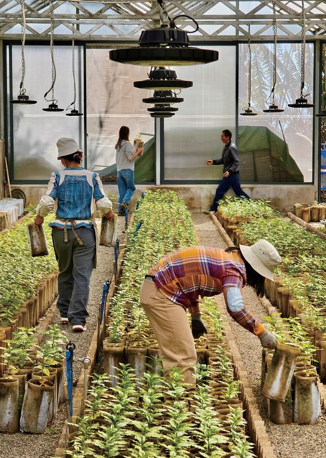 来自彩云之南的那股"香",迷住了美国小伙,河南汉子,上海公益人