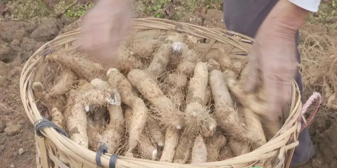 村民攀爬在树上采摘三捻橄榄澄海狮头鹅也是汕头人食材清单上不可或缺