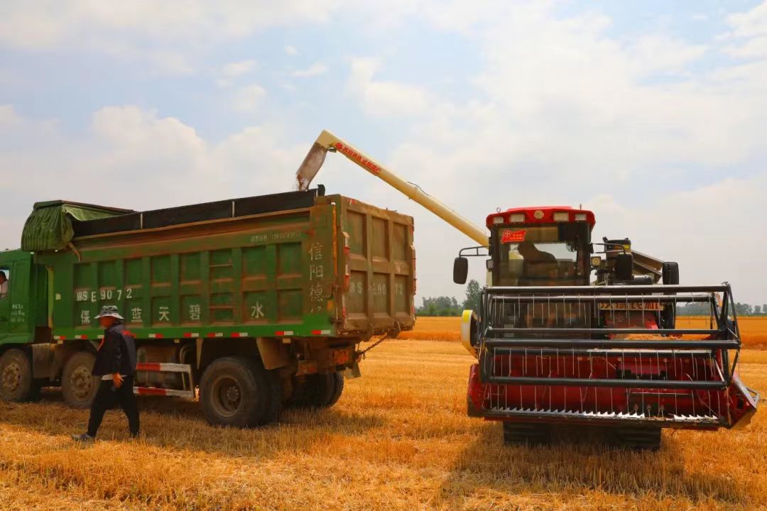 河南信阳息县:抢抓农时收小麦