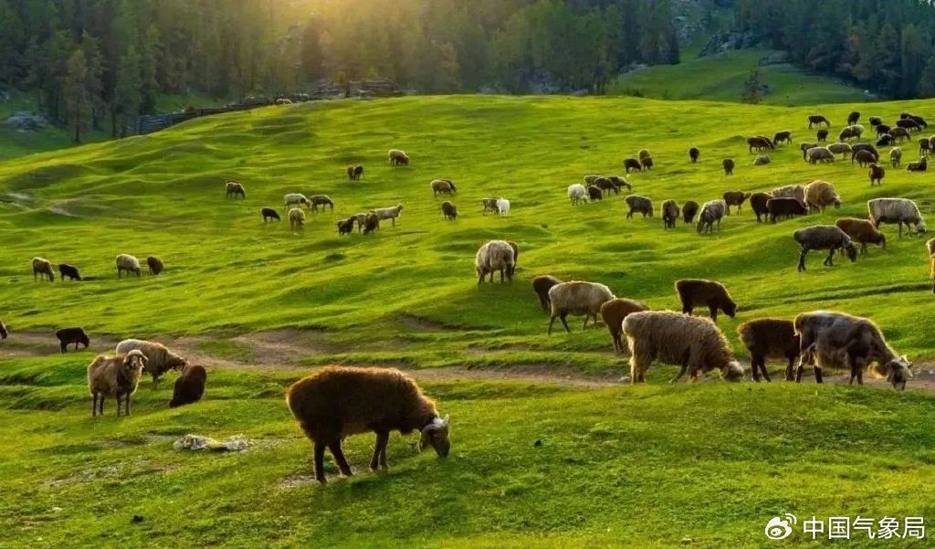 富蕴县夏牧场萨依恒布拉克的草原,阳光和羊群冬季67牧民提前储备好