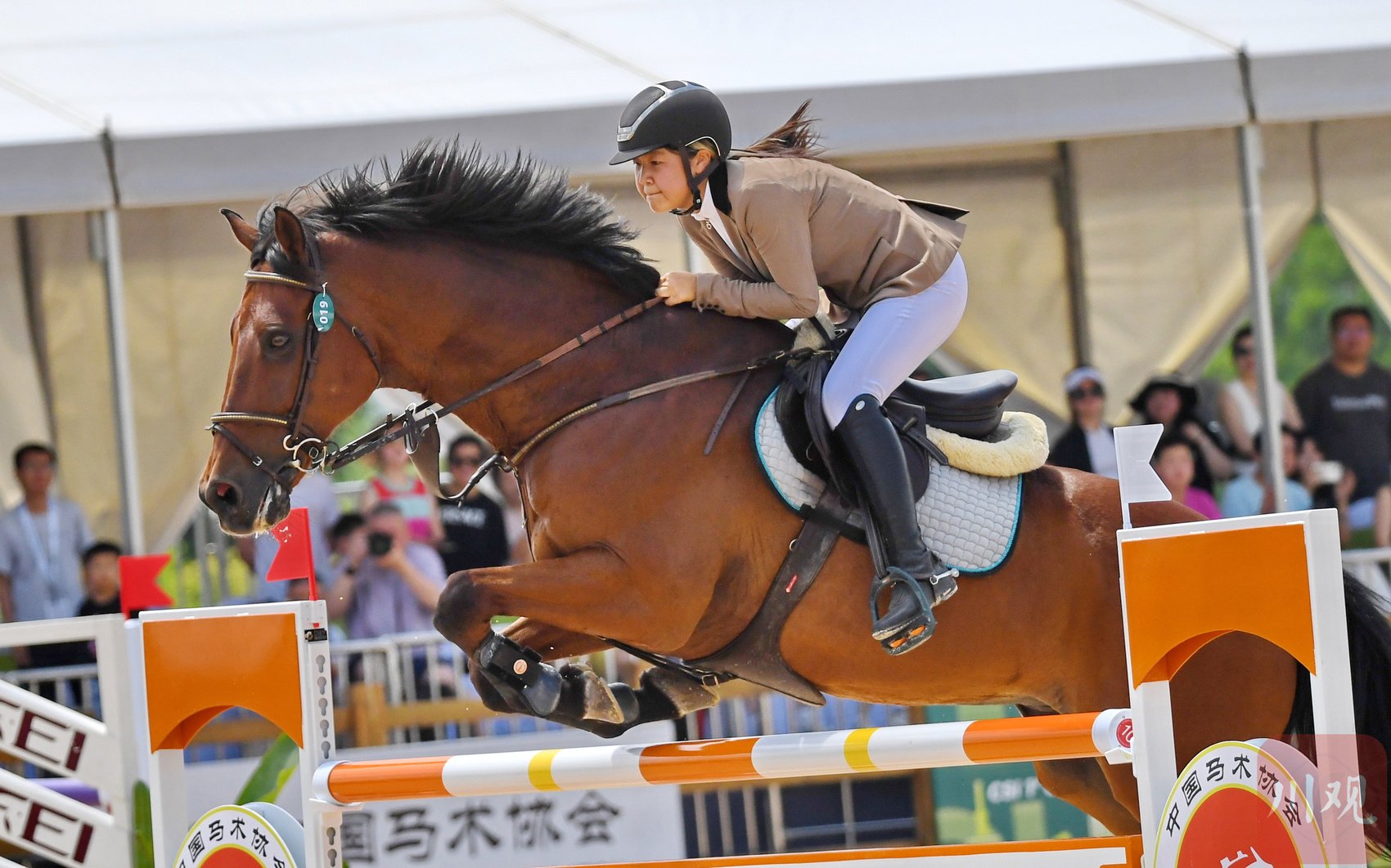 骑手演绎人马合一的传奇 国际马联星级场地障碍赛在四川成都开赛|马术