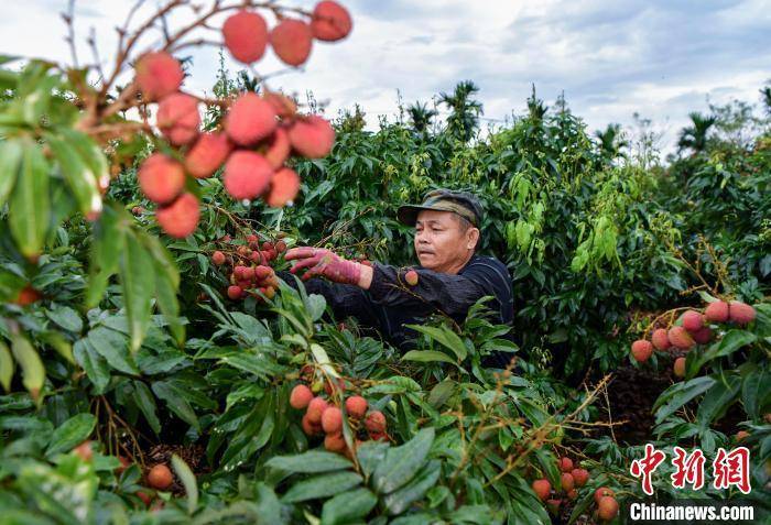 5月20日,海口市琼山区三门坡镇农户采摘荔枝.中新社记者 骆云飞 摄