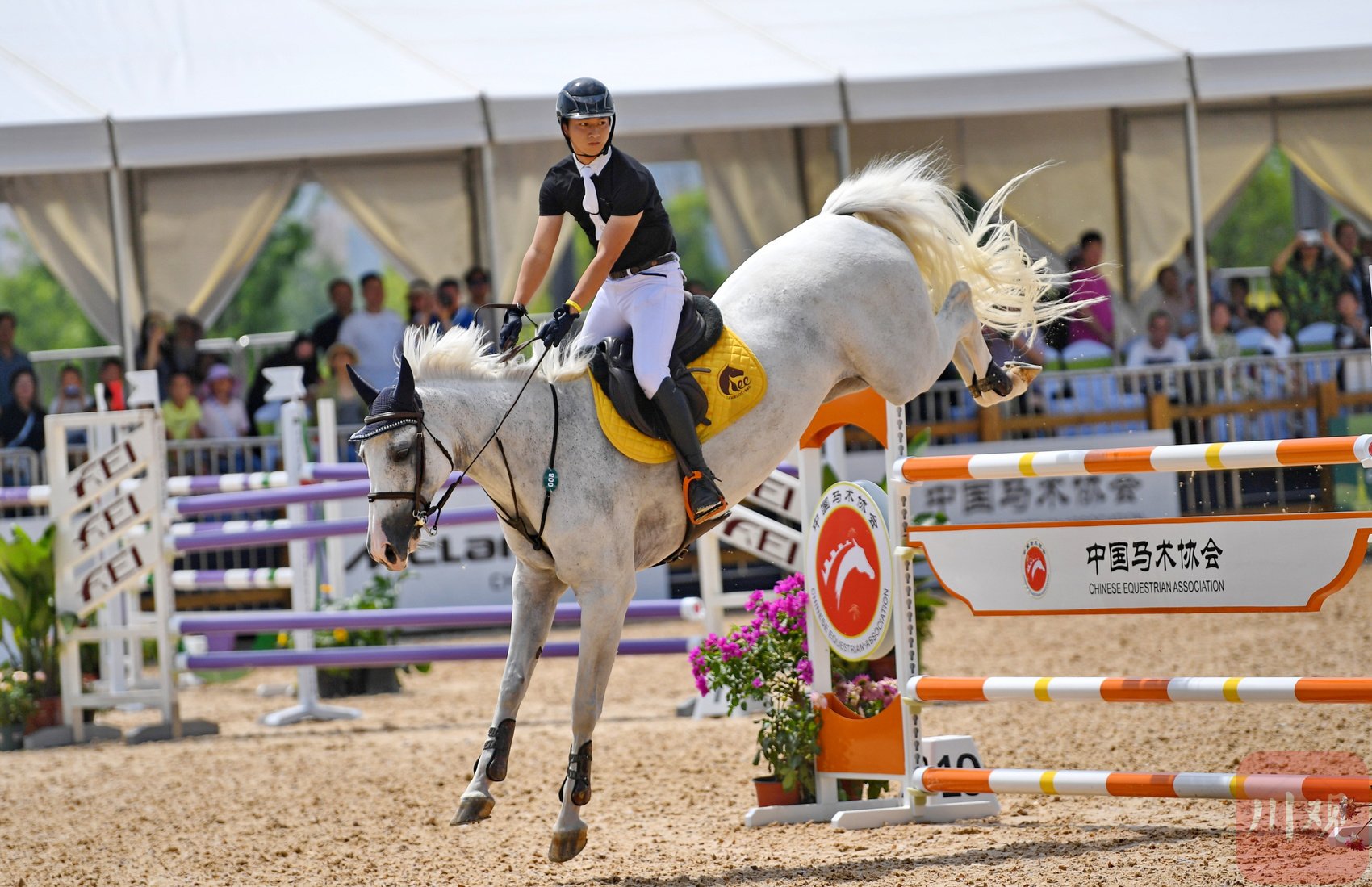 本次比赛吸引了广东,陕西,四川,浙江,贵州等地多家马术俱乐部参赛.