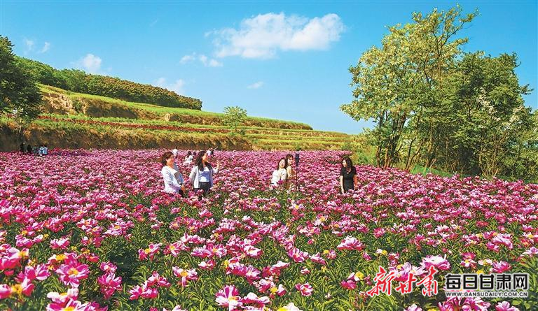 【图片新闻】西和县十里镇土桥村芍药花竞相绽放