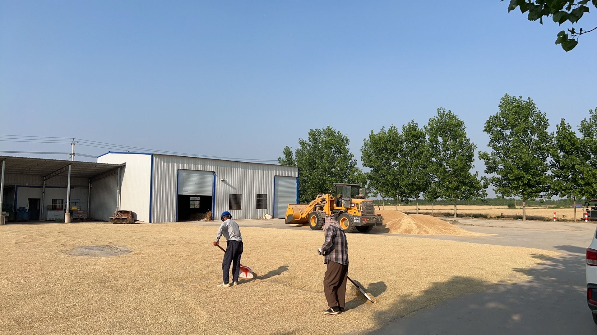 据怀远县农机推广中心副主任桑小棒介绍,小麦是该县三大主要粮食作物