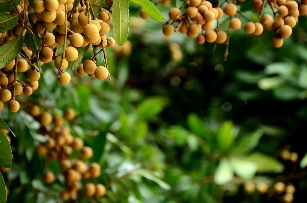 "西罟"脆肉石硖龙眼比起其他地方的龙眼,皮更薄核更小,且肉厚,汁多吃