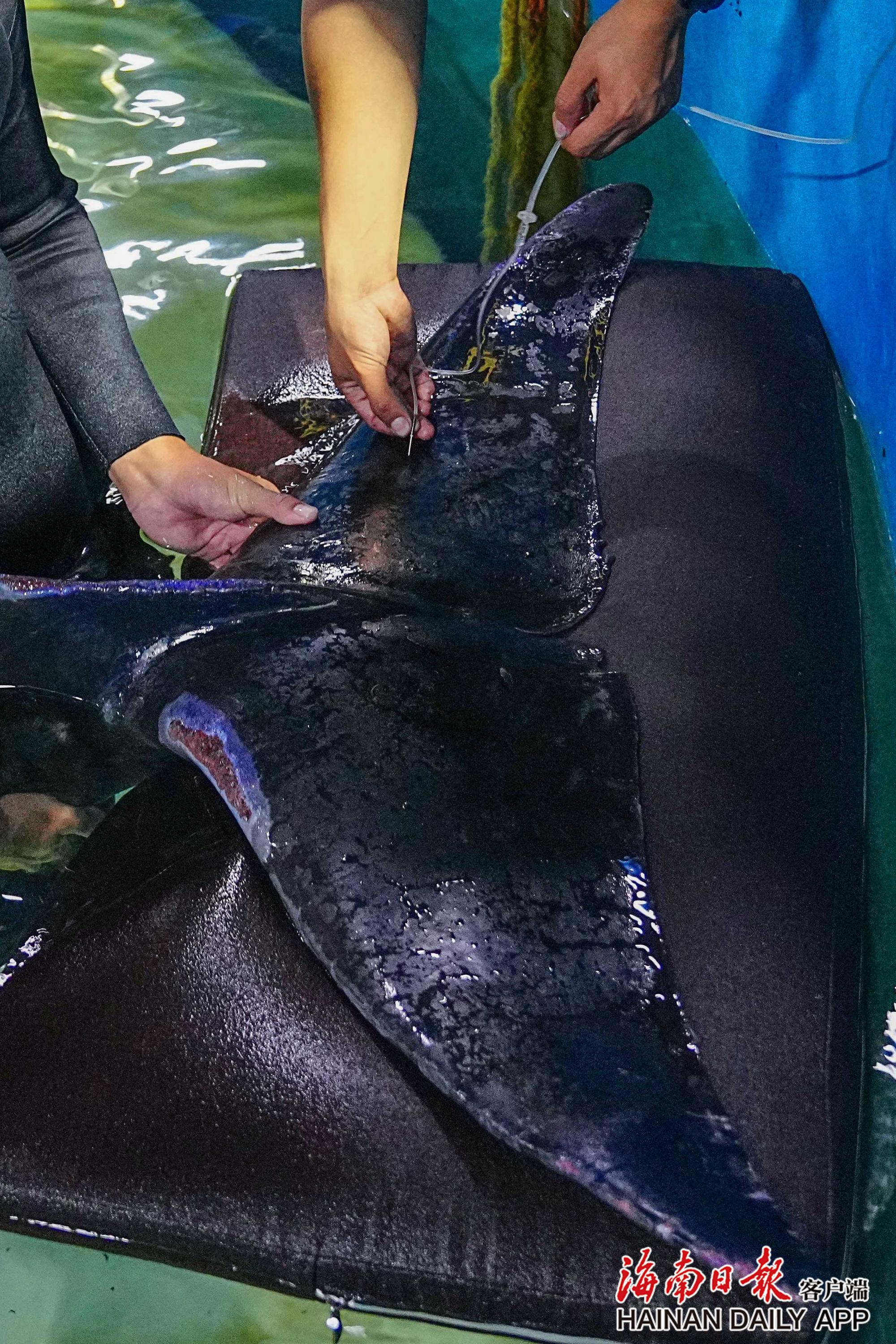145天接力救治 三亚搁浅鲸鱼"海棠"伤愈放归大海