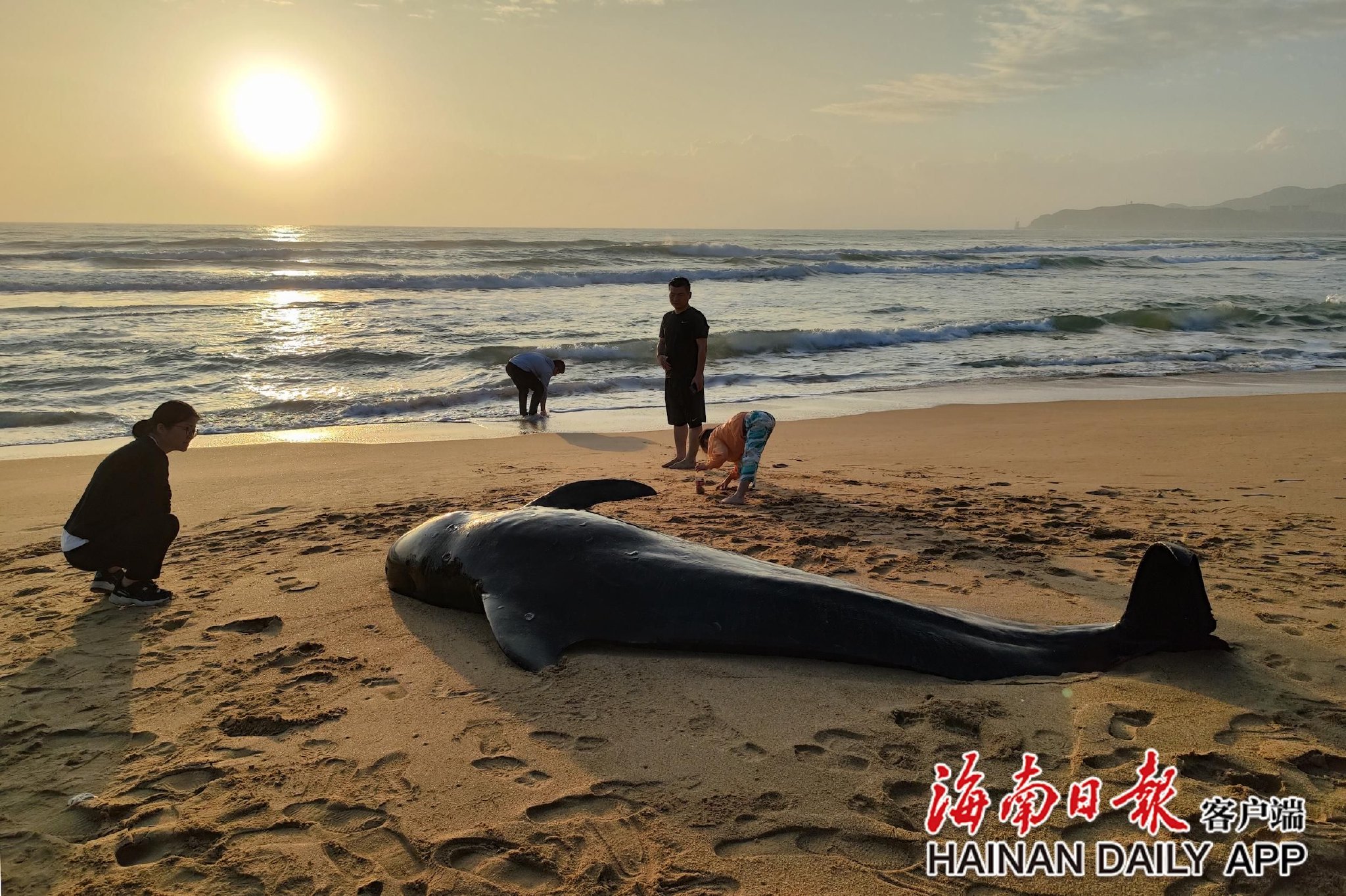 145天接力救治 三亚搁浅鲸鱼"海棠"伤愈放归大海