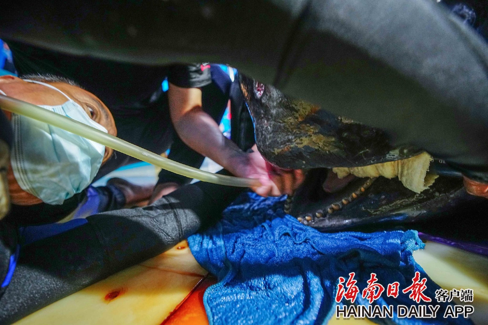 海南日报记者 王程龙 摄1月3日,领航鲸"海棠"被转运至三亚海昌生物